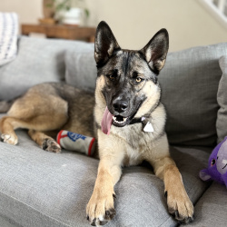 {petName}, a Black, Tan, Apricot German Shepherd Dog